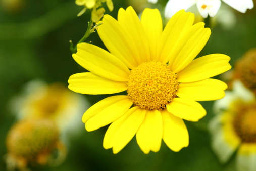 Macro of a yellow flower.