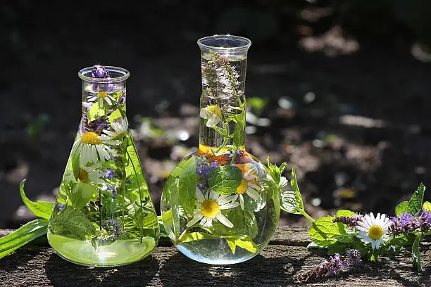 Erlenmeyer flask and flat bottom flask with fresh medical herbs.