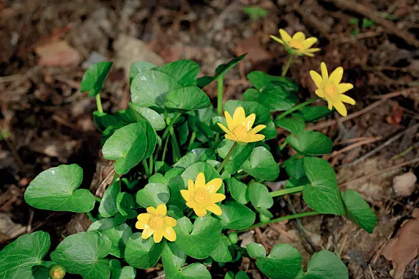 Nice yellow spring flowers in forest - globeflower