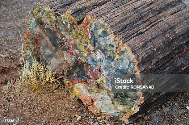 Petrified Wood Stock Photo - Download Image Now - 2015, Ancient Civilization, Arizona
