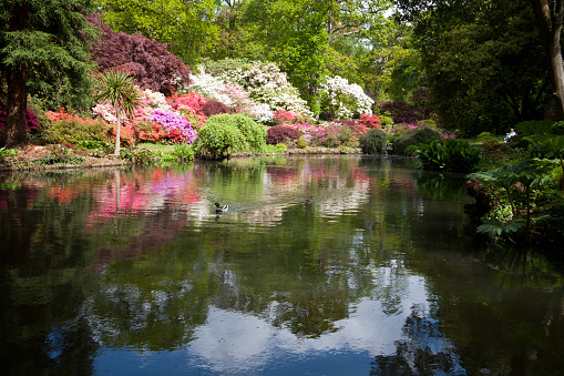 London, England - August 12, 2010: Reflections of Azaleas and Rhododendrons in the pond in an Ornamental Botanical Gardens, a popular visitors and tourists destination in Hampshire, UK.