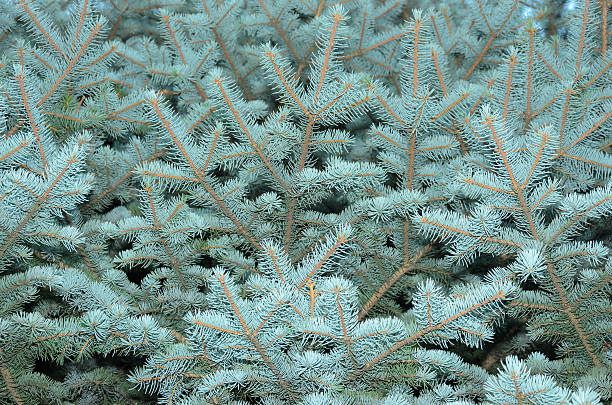 blue spruce - pinaceous stock-fotos und bilder