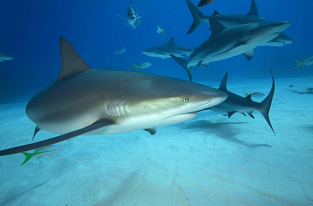 istock GREY REEF SHARK/carcharrhinus perezi 487836766