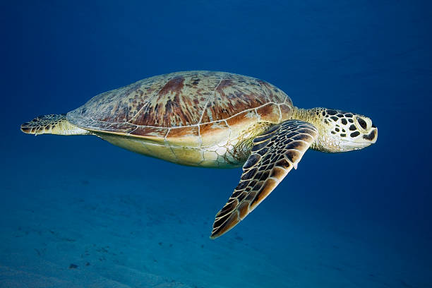 istock GREEN SEA TURTLE/cheilonia mydas 487836816