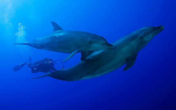 istock BOTTLE NOSE DOLPHIN/tursiops truncatus 487836818