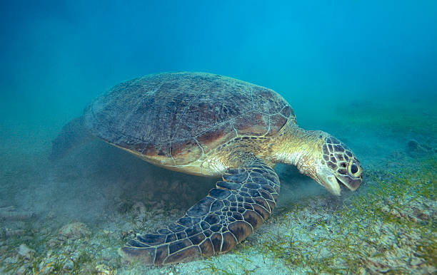 istock GREEN SEA TURTLE/ chelonia mydas 487836820