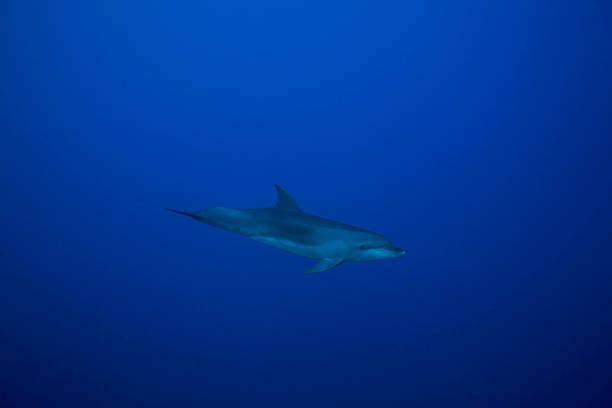 istock BOTTLE NOSE DOLPHIN / tursiop truncatus 487836826