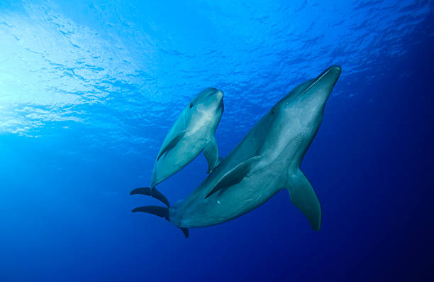 istock BOTTLE NOSE DOLPHIN / tursiops truncatus 487836850