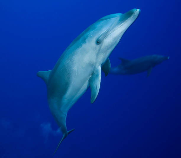 BOTTLE NOSE DOLPHIN / tursiops truncatus stock photo