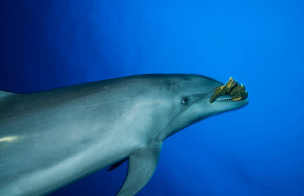 BOTTLE NOSE DOLPHIN / tursiop truncatus stock photo