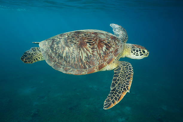 istock GREEN SEA TURTLE/ chelonia mydas 487836894