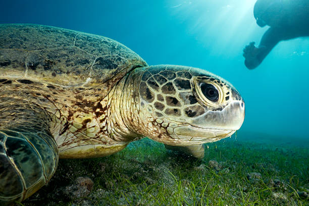 istock GREEN SEA TURTLE/ chelonia mydas 487836896