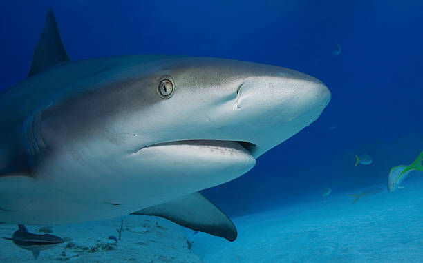 istock grey reef shark/carcharrhinus perezi 487836908