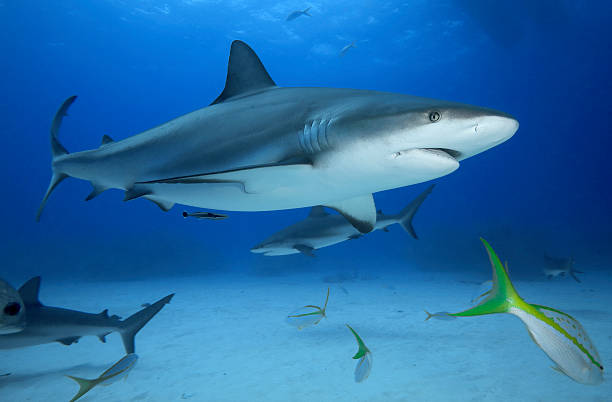 istock GREY REEF SHARK/carcharrhinus perezi 487836910