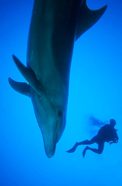 istock BOTTLE NOSE DOLPHIN/tursiop truncatus 487836956