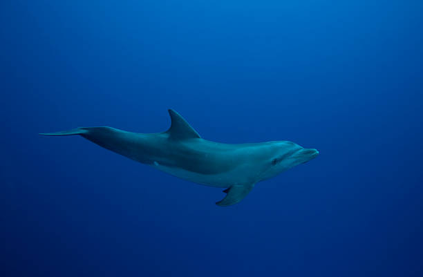 BOTTLE NOSE DOLPHIN/tursiops truncatus stock photo