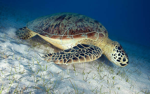 istock GREEN SEA TURTLE/cheilonia mydas 487837028