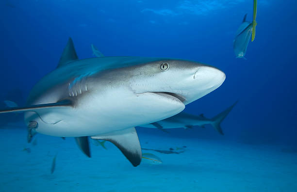 istock GREY REEF SHARK/carcharrhinus perezi 487837034
