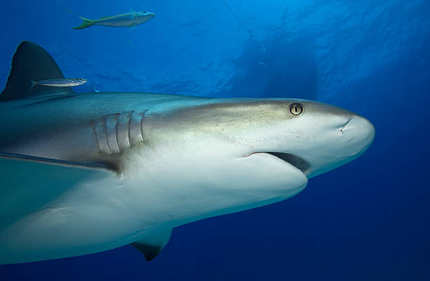 istock GREY REEF SHARK/carcharrhinus perezi 487837070
