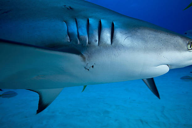 istock GREY REEF SHARK/carcharrhinus perezi 487837086