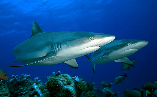 istock GREY REEF SHARK / carcharhinus amblyrhrynchos 487837102