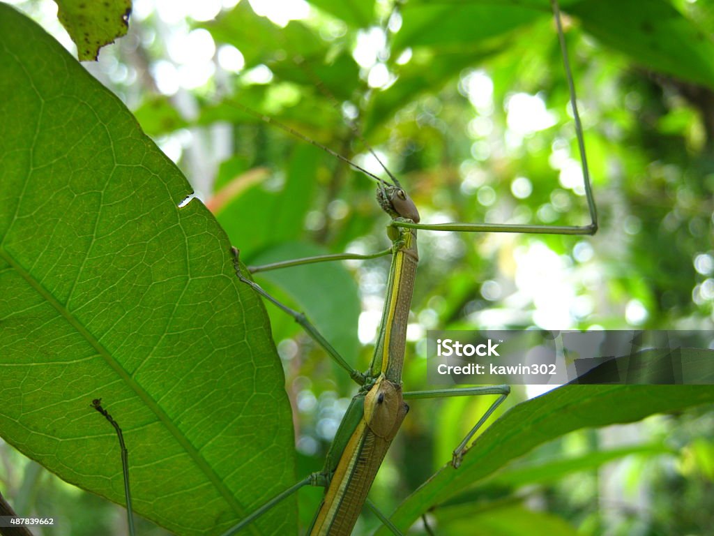 Bicho-Pau - Foto de stock de 2015 royalty-free