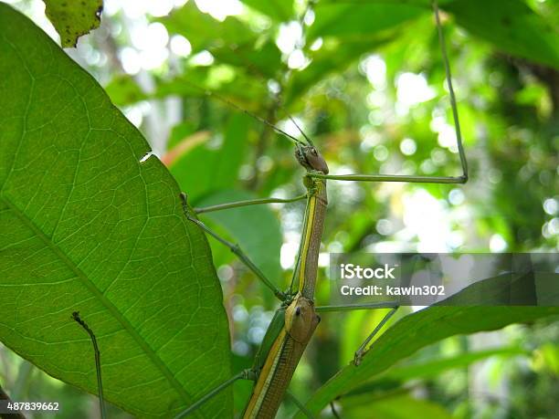 Foto de Bichopau e mais fotos de stock de 2015 - 2015, Artrópode, Bicho-Pau