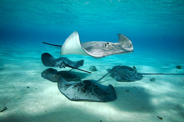 gris pastinaca/himantura sp - stingray fotografías e imágenes de stock