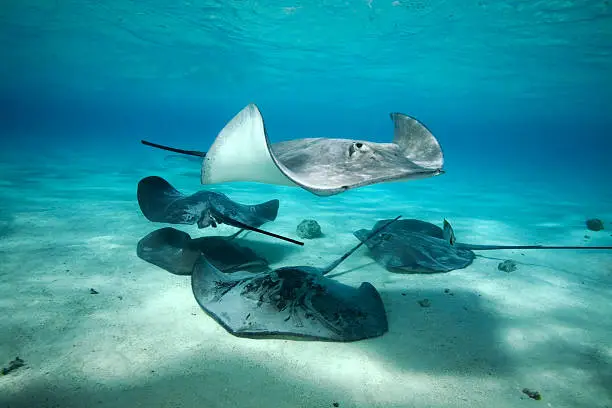 SMALL GROUP OF GREY STINGRAY SWIMMING AROUND