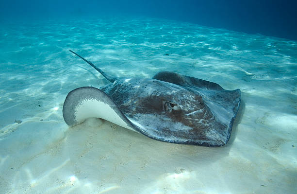 istock GREY STINGRAY/ himantura fai 487839770