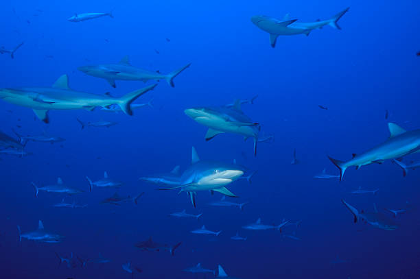 istock SCHOOL OF GREY REEF SHARK 487839776