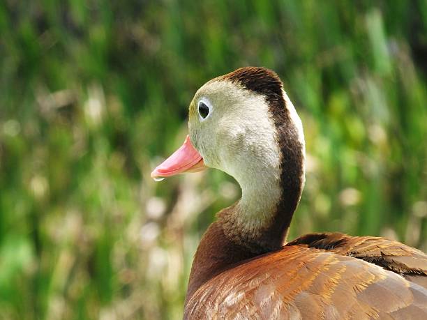 istock Black-bellied Whistling Duck (Dendrocygna autumnalis) 487839782