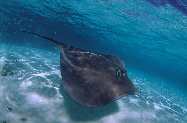 istock GREY STINGRAY/himantura fai 487839838