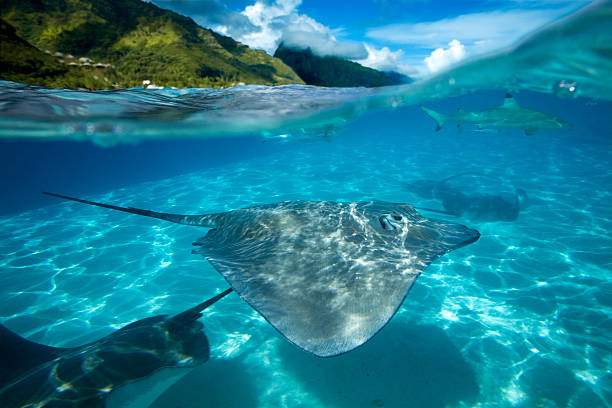 istock GREY STINGRAY / himantura fai 487839900