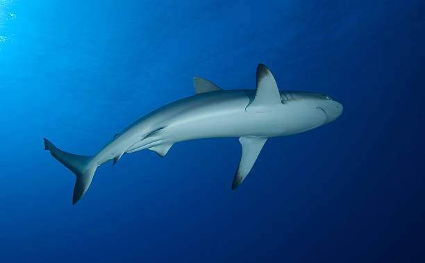 istock carcharhinus amblyrhinchos / GREY REEF SHARK 487839908