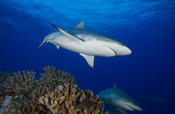 istock carcharhinus amblyrhynchos / GREY REEF SHARK 487839982