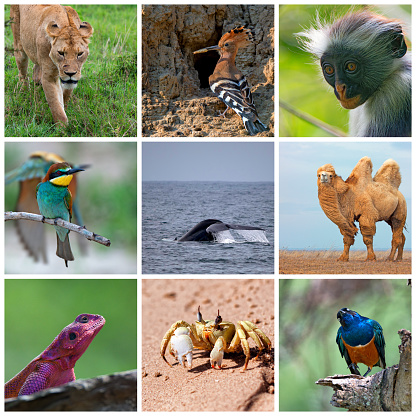 Collage consisting ofl images of wild animals