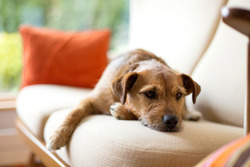 Shot of a brown dog lieing on its owner's sofa. She is looking off camera as her paw hangs off the side.