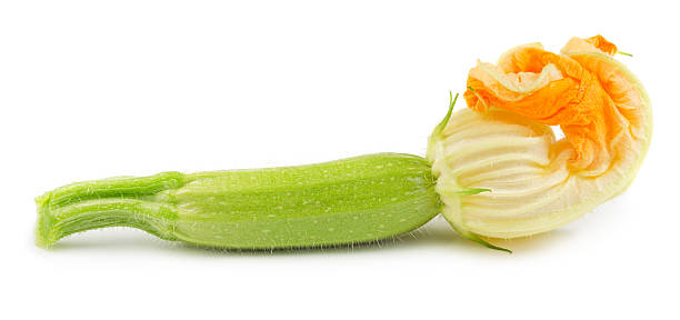bebé de calabacín - zucchini blossom squash single flower fotografías e imágenes de stock