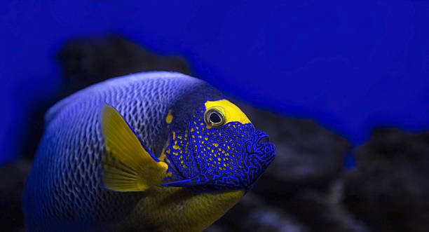 peixe-anjo-blueface - beauty in nature coral angelfish fish - fotografias e filmes do acervo