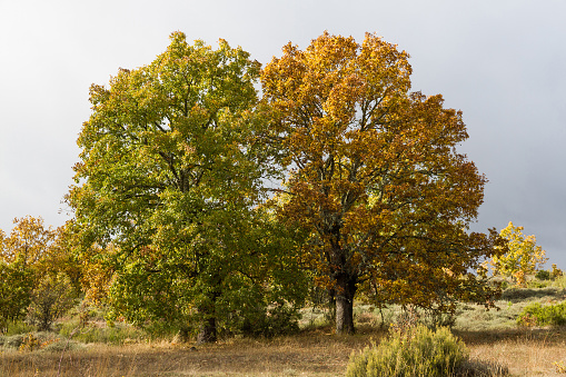 Vista contrast between two autumn trees. One with yellow leaves and the other with the most green leaves and autumn