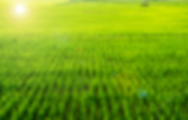 istock Green Terraced Rice Field in Chiangmai, Thailand 487846372