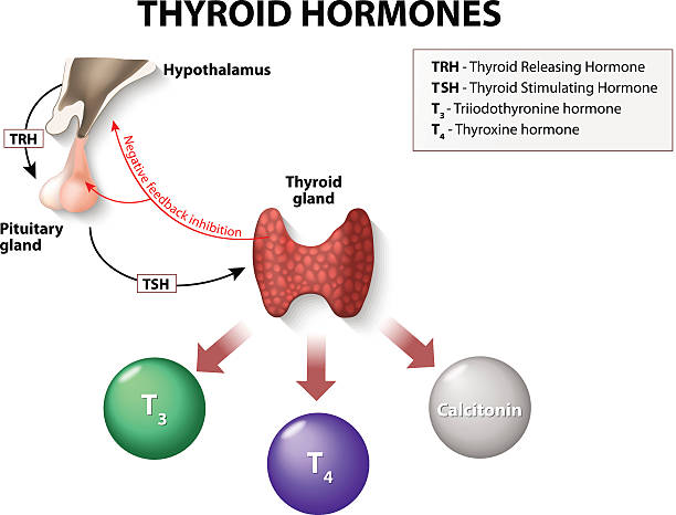 illustrazioni stock, clip art, cartoni animati e icone di tendenza di tiroide ormoni - thyroid gland