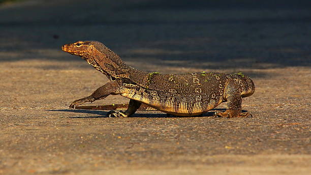 istock Water Monitor Walking on Ground 487851972