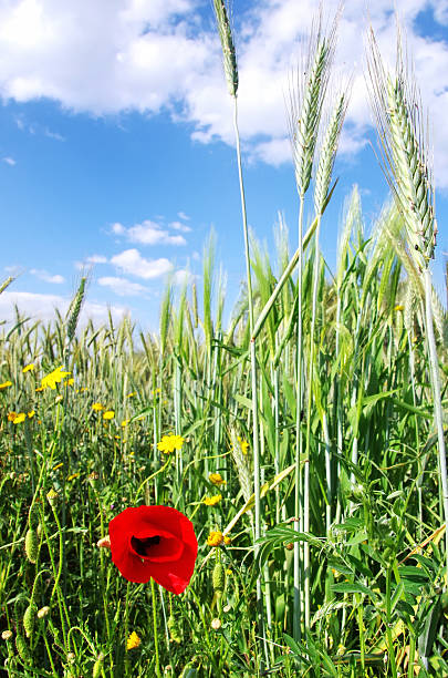 istock Spikes of wheat and flowers 487852431