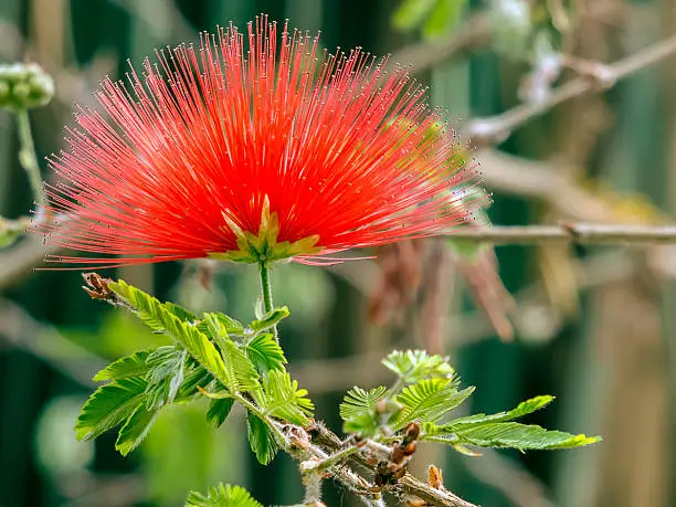 Photo of Calliandra Tweedii