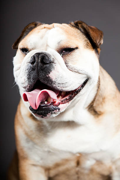 istock English bulldog against dark grey background. Studio portrait. 487852521