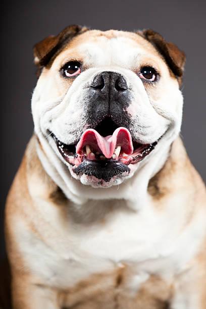 istock English bulldog against dark grey background. Studio portrait. 487852525