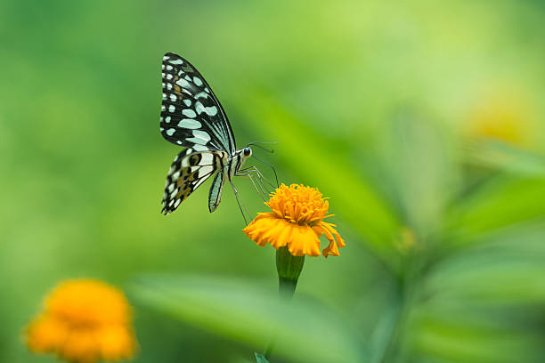 istock Profile view of a beautiful  butterfly on flower 487853061
