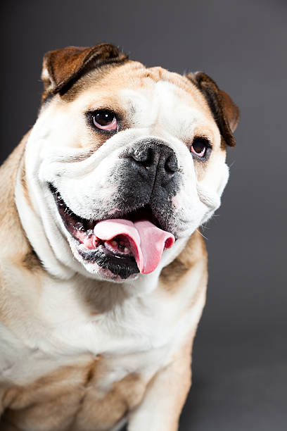 istock English bulldog against dark grey background. Studio portrait. 487853471